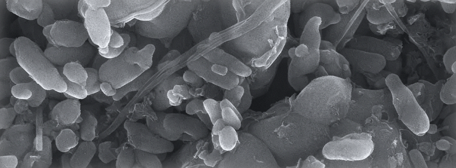 CATHODES <br/>Single-crystal NCM