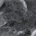 CATHODES LFP cathodes
