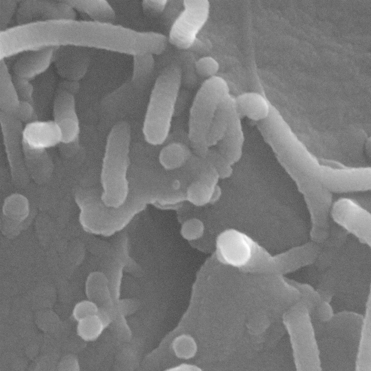  Ver microscopía