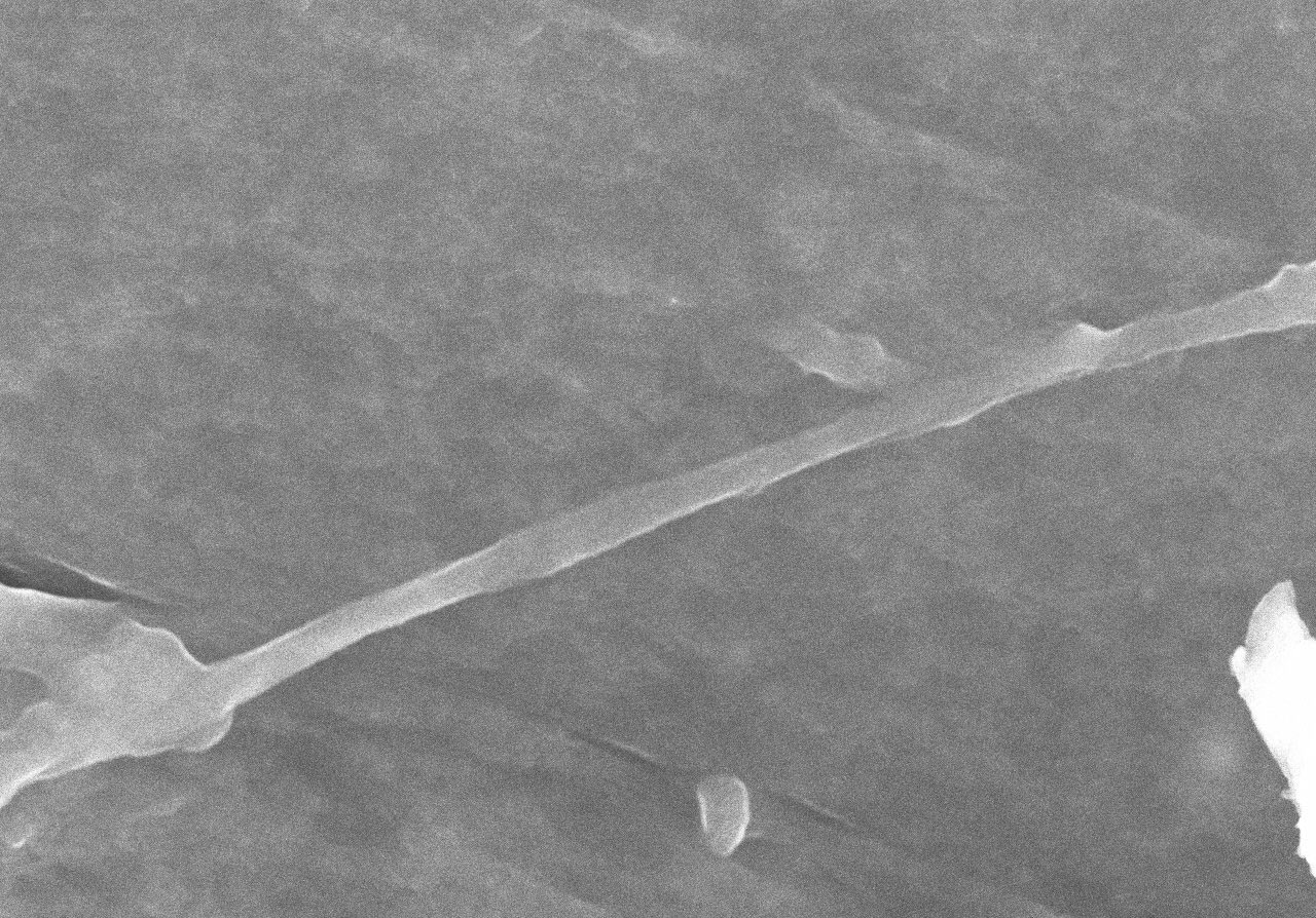 Ver microscopía