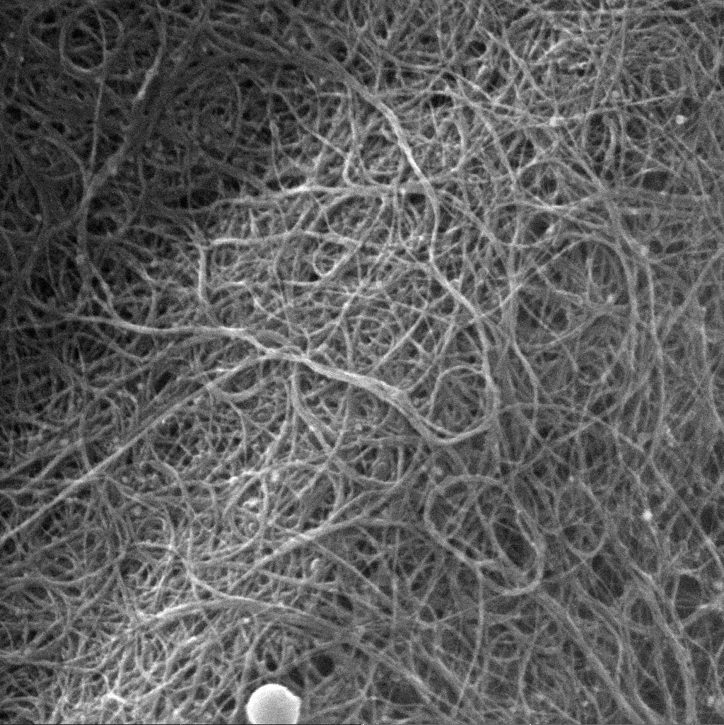  Ver microscopía