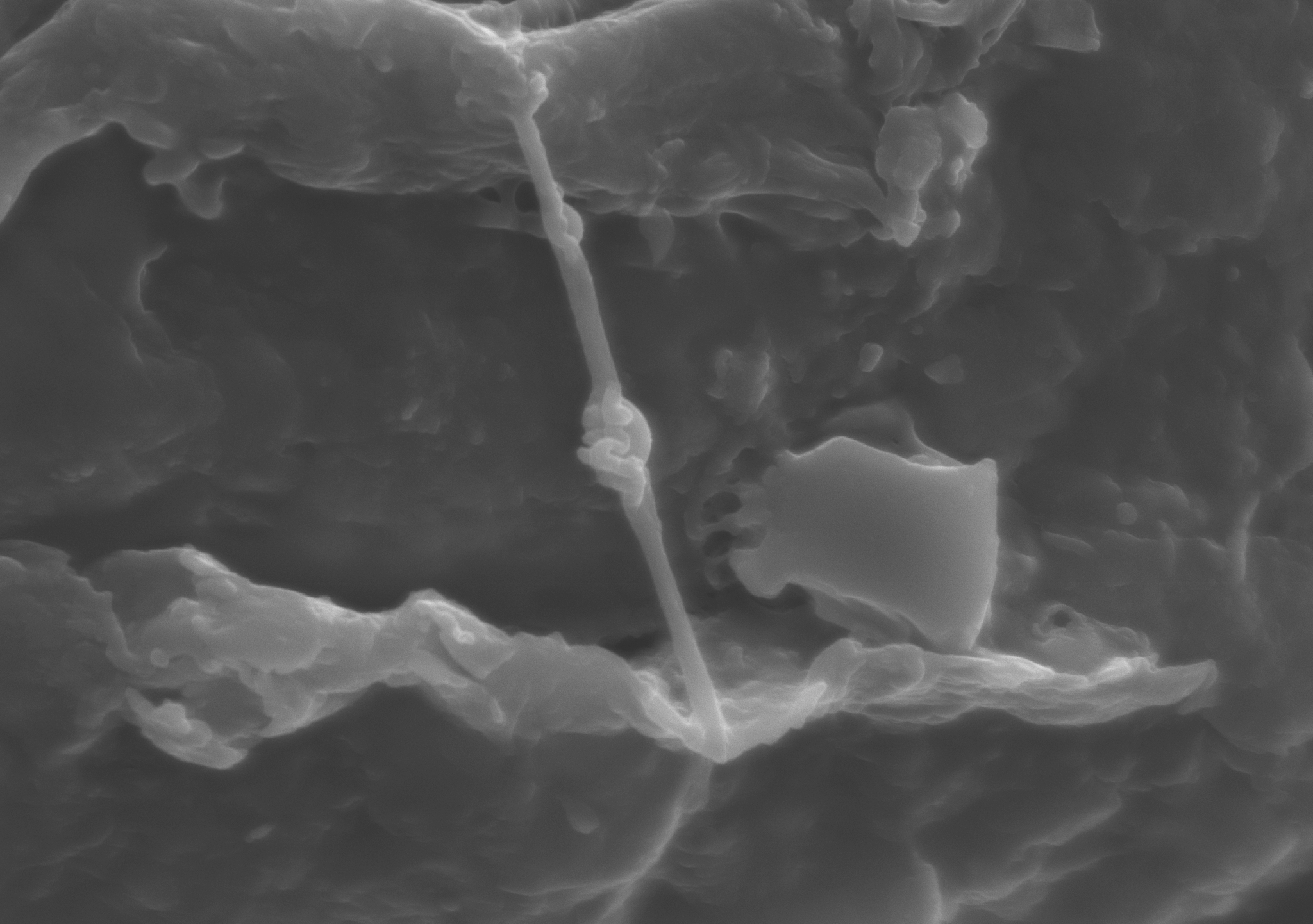  Ver microscopía