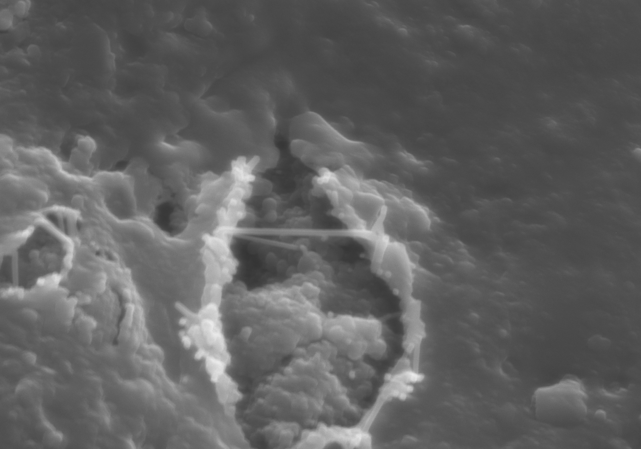  Ver microscopía