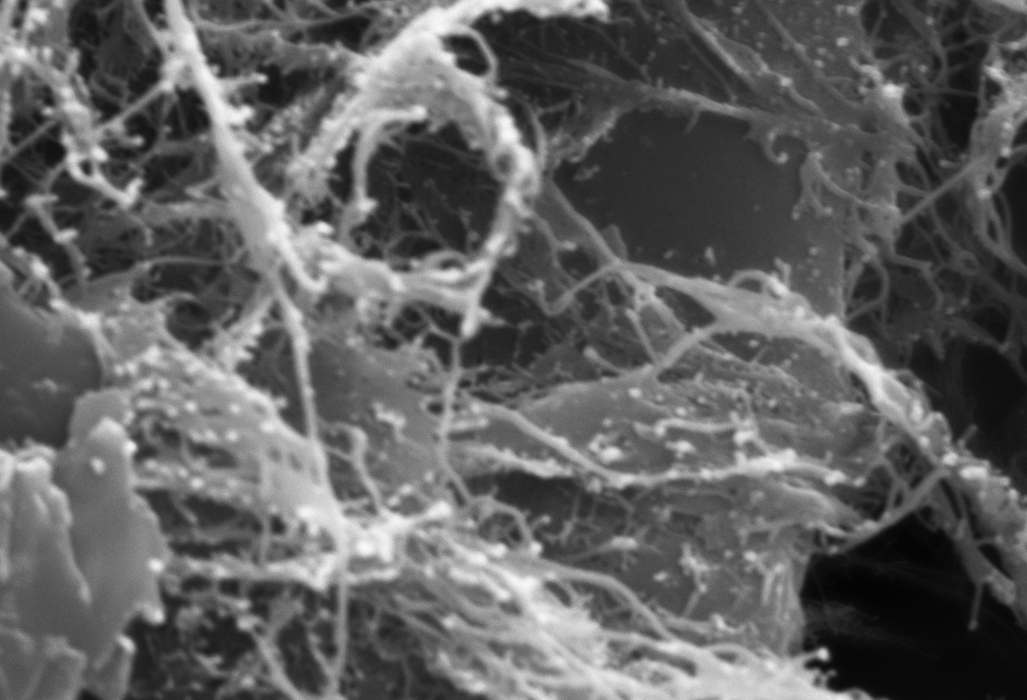  Ver microscopía