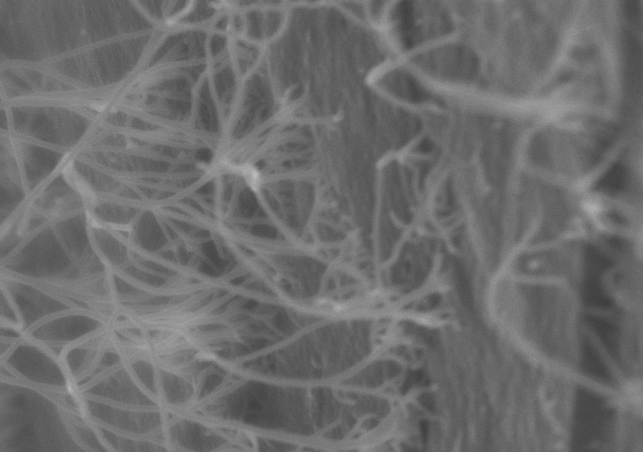  Vedere la microscopia 
