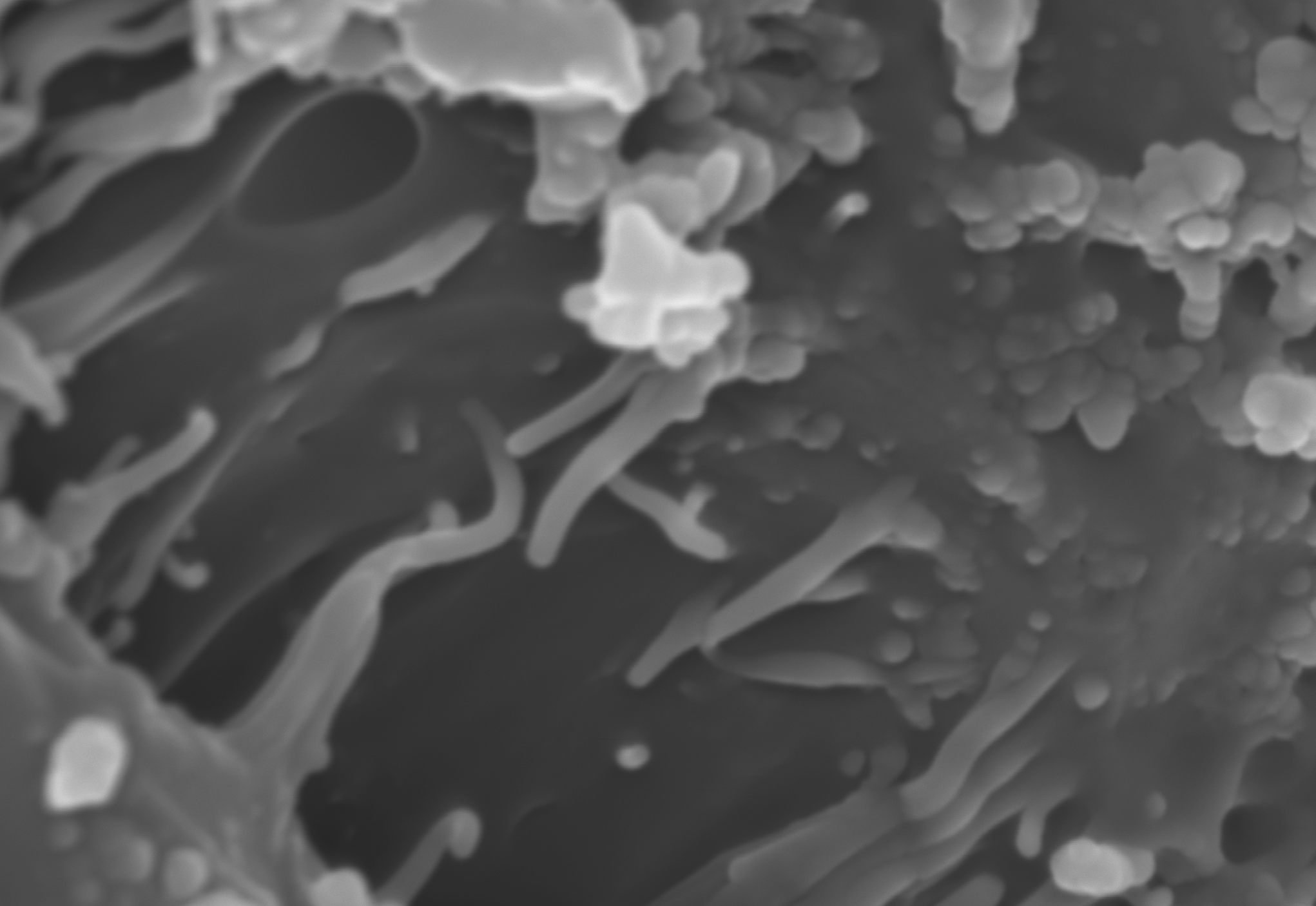  Ver microscopía