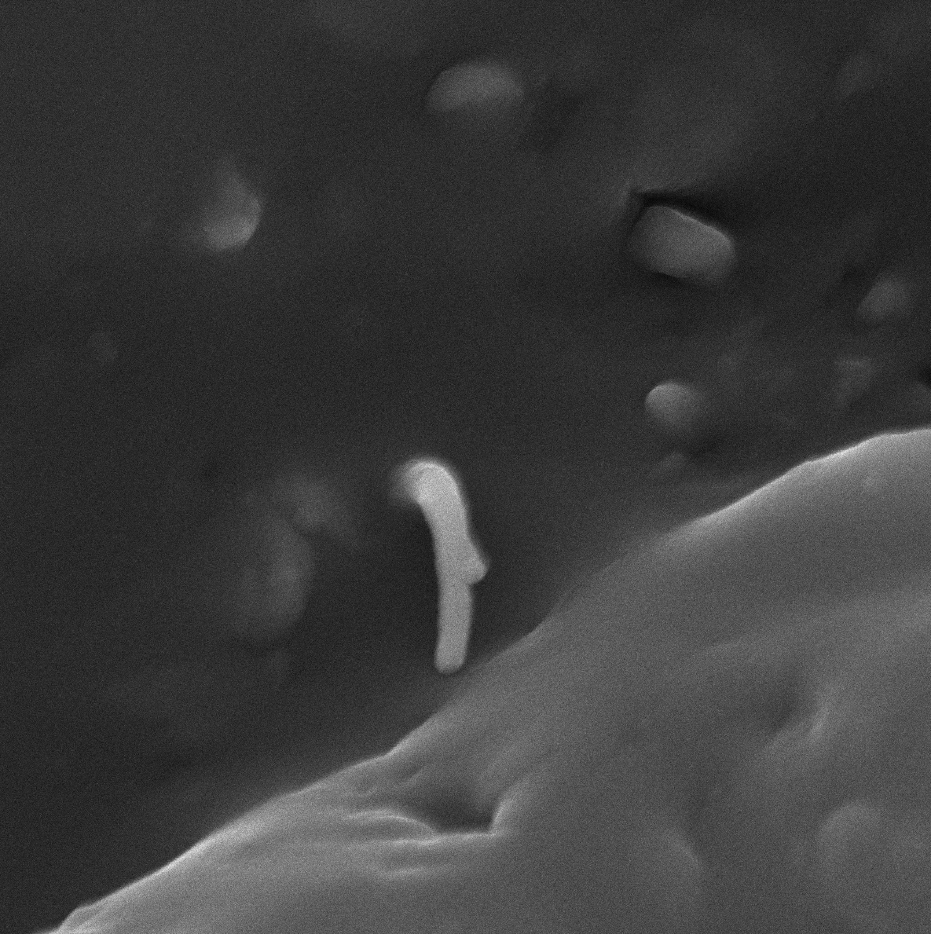  Vedere la microscopia 